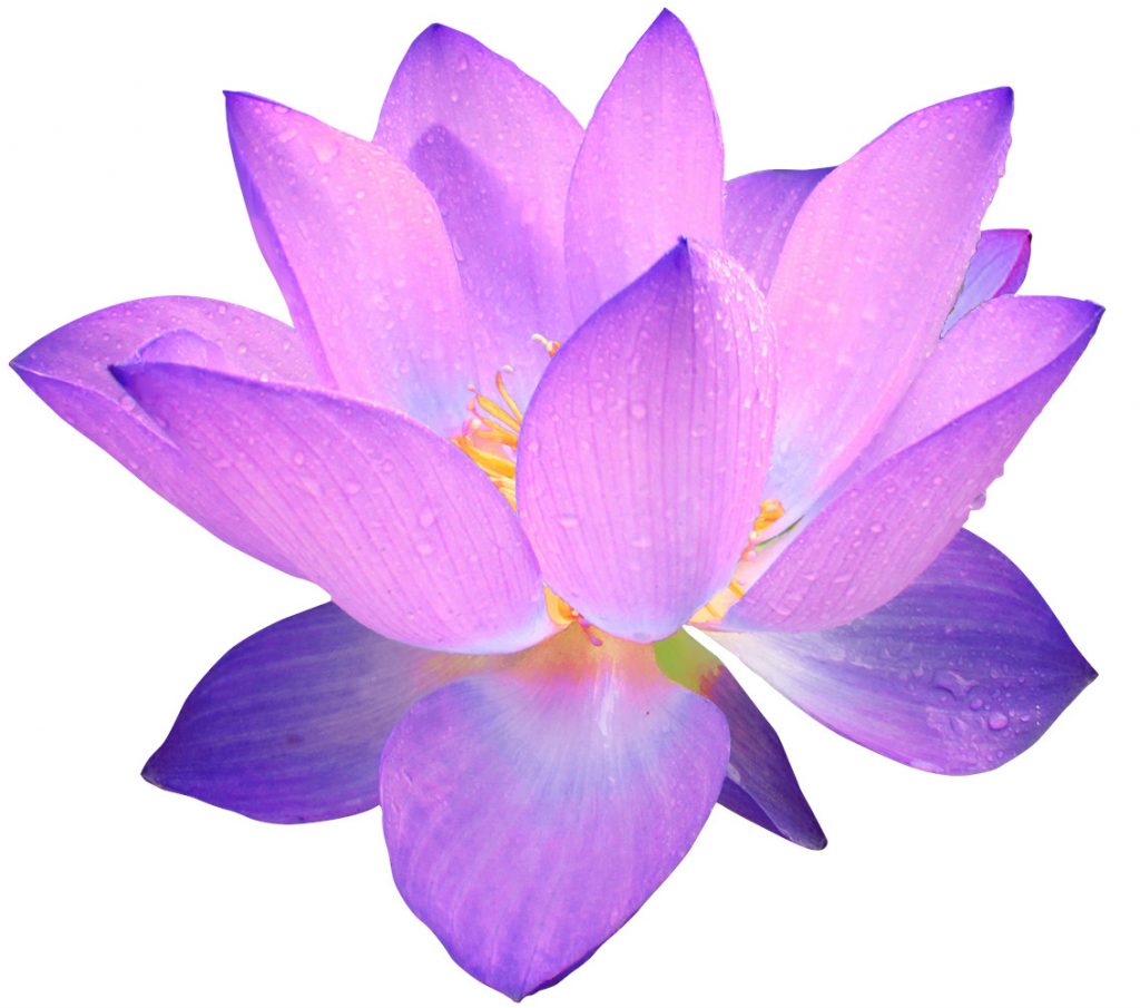 Trinity Behavioral Health Vasi Jankovich